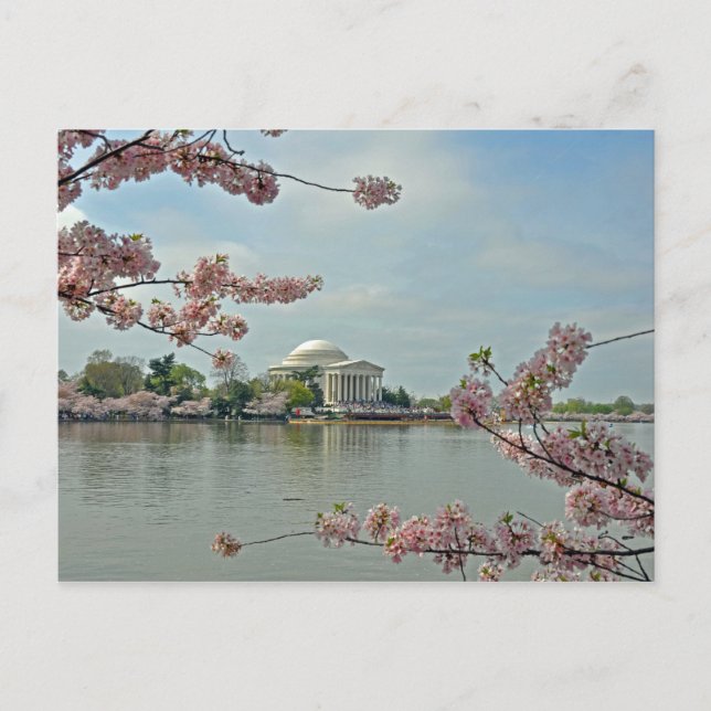 Pink Cherry Blossoms and the Jefferson Memorial Postcard (Front)
