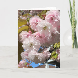 Pink Cherry Blossoms Blank Card