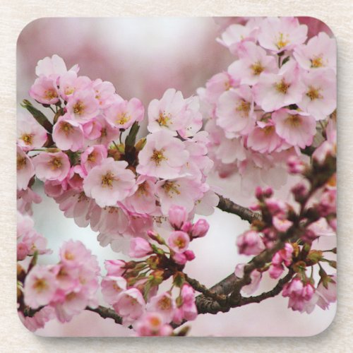 Pink Cherry Blossoms Coaster Set