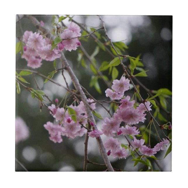 Pink Cherry Blossoms floating on a breeze tile (Front)