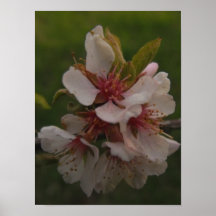 Pink Cherry Blossoms Floral Photo