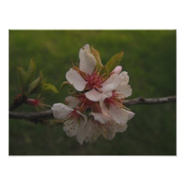 Pink Cherry Blossoms Floral Photo Print