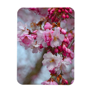 Pink cherry blossoms magnet