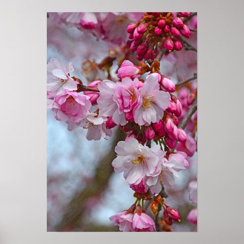 Pink cherry blossoms poster