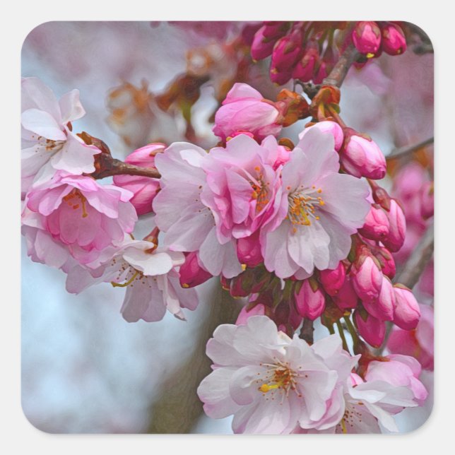 Pink cherry blossoms square sticker (Front)