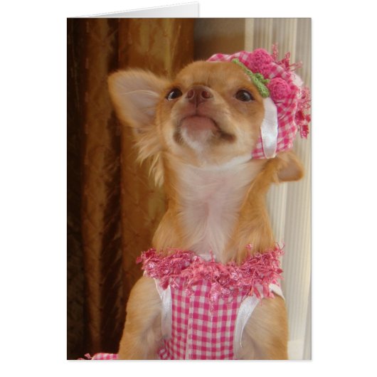 pink chihuahua cards (Front)