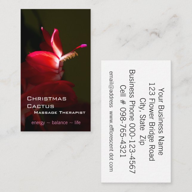 Pink Christmas Cacti Bloom Photograph Business Card (Front/Back)