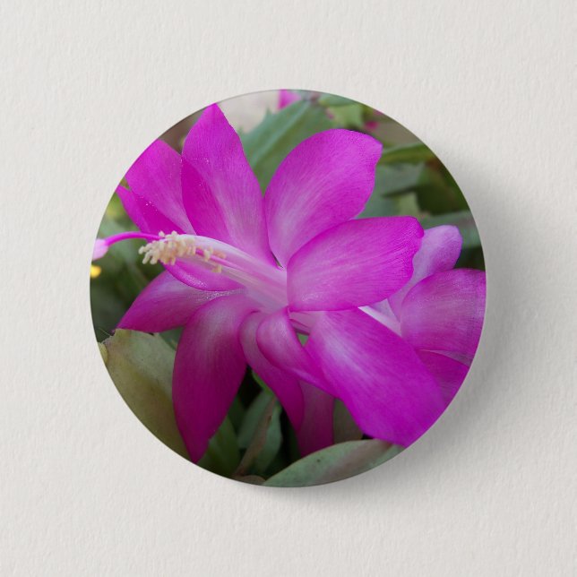 Pink Christmas cactus bloom Button (Front)