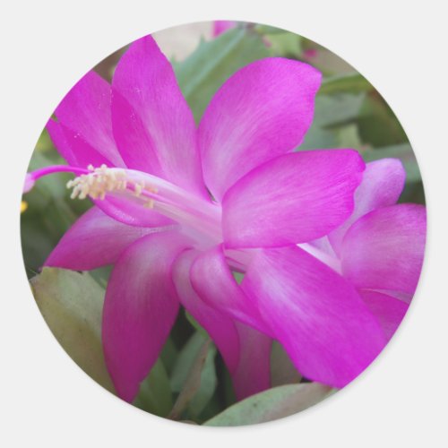 Pink Christmas cactus bloom Classic Round Sticker