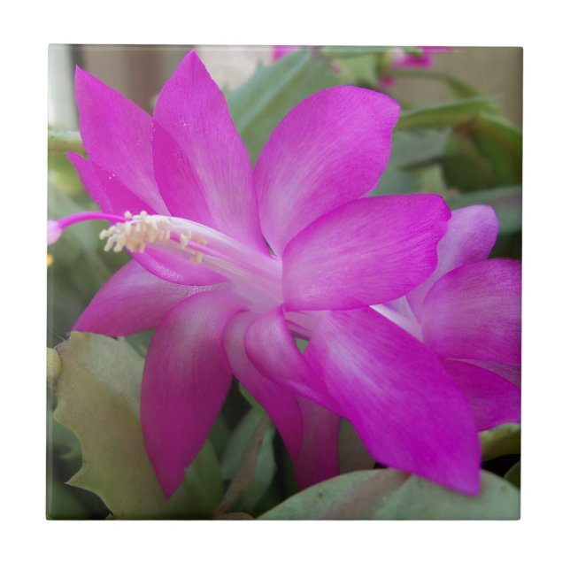 Pink Christmas cactus bloom Tile (Front)