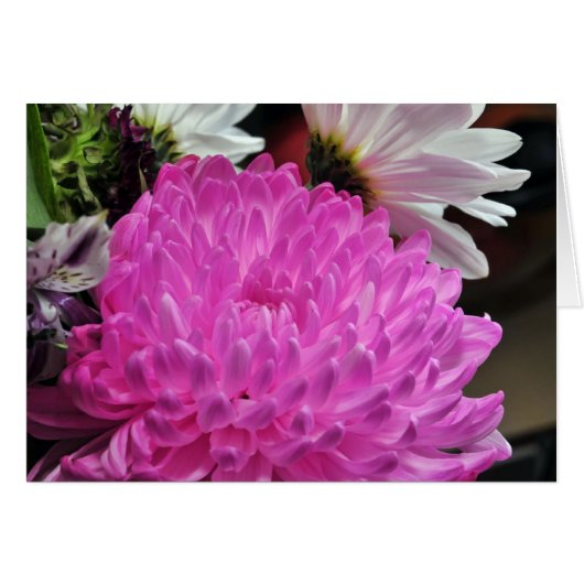 Pink Chrysanthemum Cards (Front Horizontal)