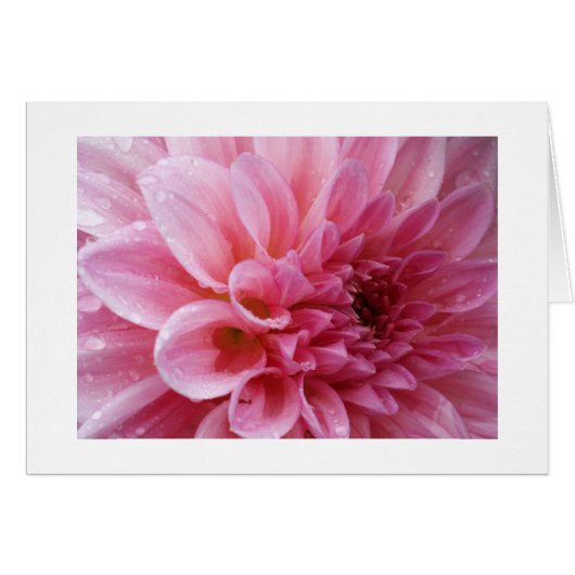Pink Chrysanthemum Cards (Front Horizontal)