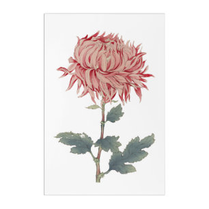 Pink Chrysanthemum Globe Flower Acrylic Wall Art
