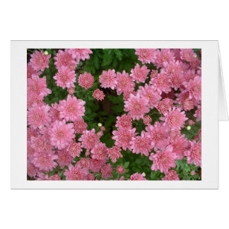 Pink Chrysanthemums Cards