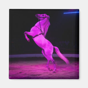 Pink Circus Horse Magnet