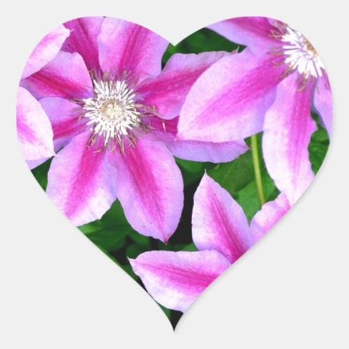 Pink Clematis  and wild Oregano Heart Sticker