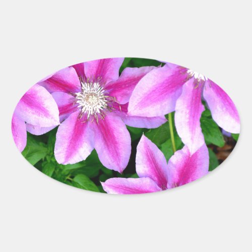 Pink Clematis  and wild Oregano Oval Sticker