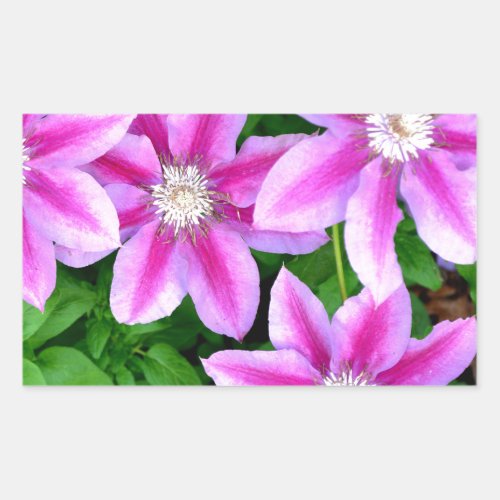 Pink Clematis  and wild Oregano Rectangular Sticker