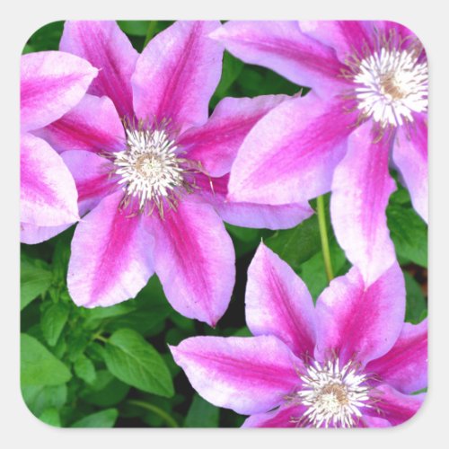 Pink Clematis  and wild Oregano Square Sticker