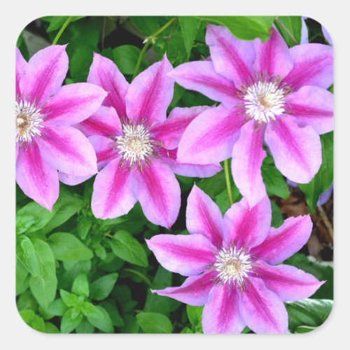 Pink Clematis  and wild Oregano Square Sticker