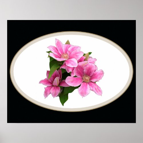Pink clematis flower illustration black poster