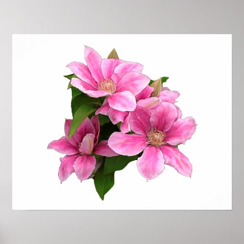 Pink clematis flower illustration white poster