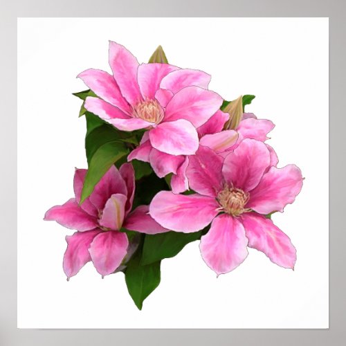 Pink clematis flower illustration white poster