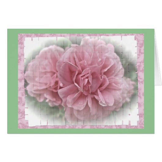 Pink Climbing Rose Blossoms (Front Horizontal)
