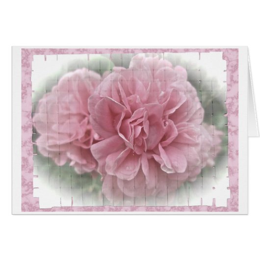 Pink Climbing Rose Blossoms (Front Horizontal)