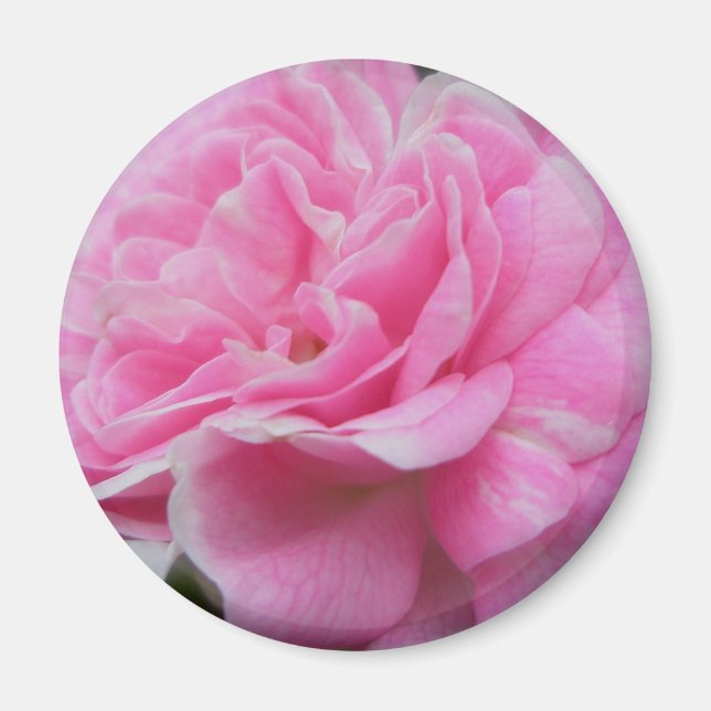 Pink Climbing Rose Magnet (Front)