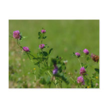 Pink clover on green meadow.