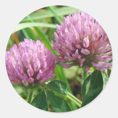 Pink Clover Wildflower _ Trifolium pratense Classic Round Sticker