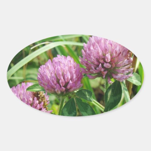 Pink Clover Wildflower _ Trifolium pratense Oval Sticker