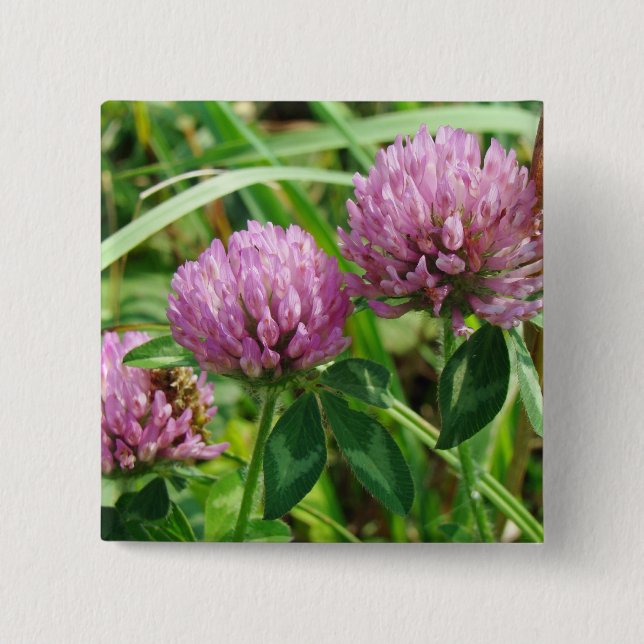 Pink Clover Wildflower - Trifolium pratense Pinback Button (Front)