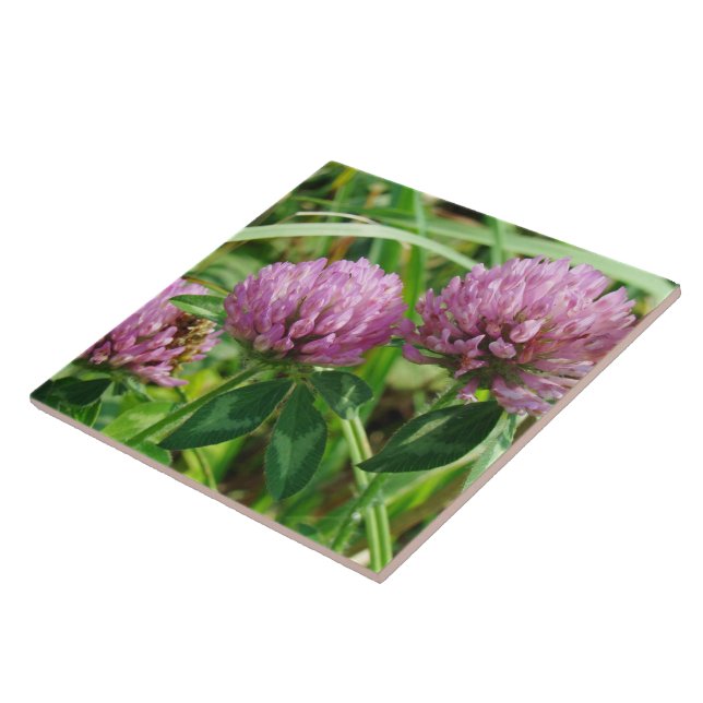 Pink Clover Wildflower - Trifolium pratense Tile (Side)