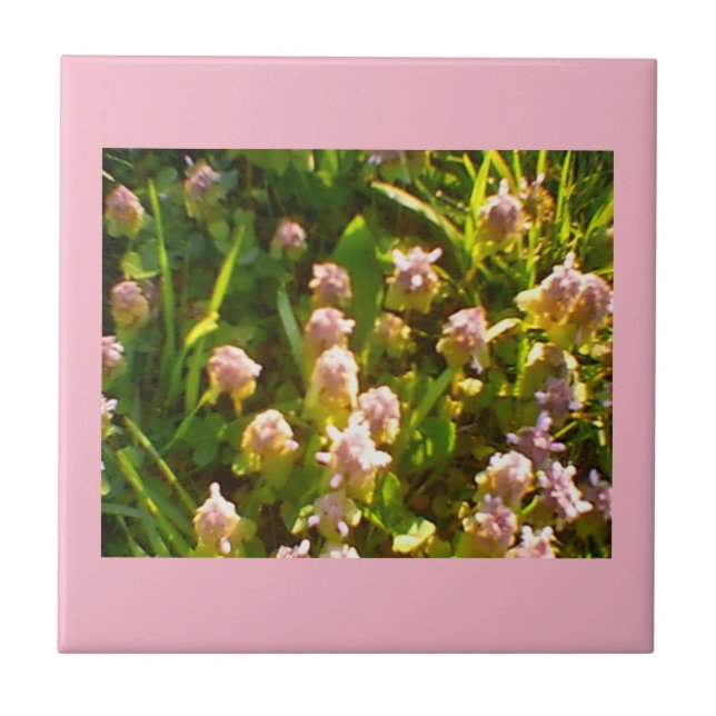 Pink Clovers Ceramic Tile (Front)