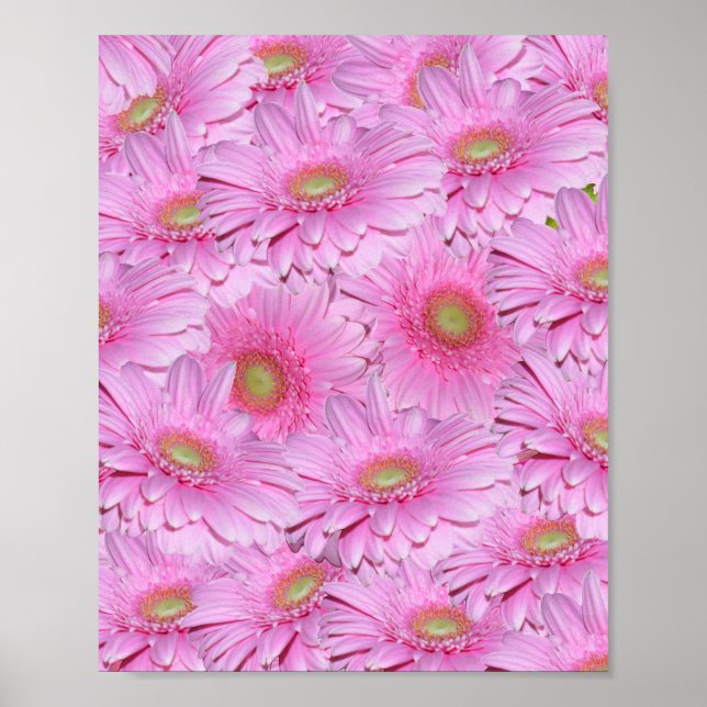 Pink Cluster Of Gerbera Flower,    Poster (Front)