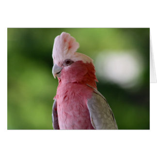 Pink Cockatoo Cards