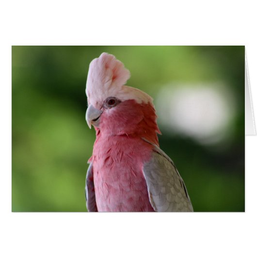 Pink Cockatoo Cards (Front Horizontal)