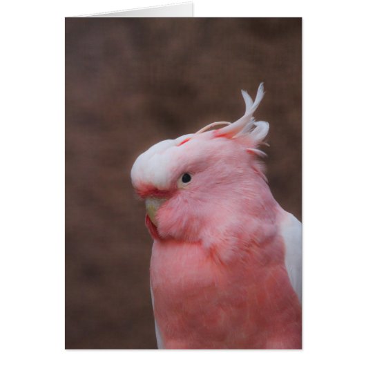Pink Cockatoo Cards (Front)