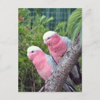 Pink Cockatoos Postcard by thecoveredbridge at Zazzle