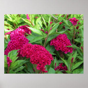 Pink Cockscomb Celosia Flowers Poster