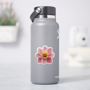 Pink Collarette Dahlia Floral Sticker
