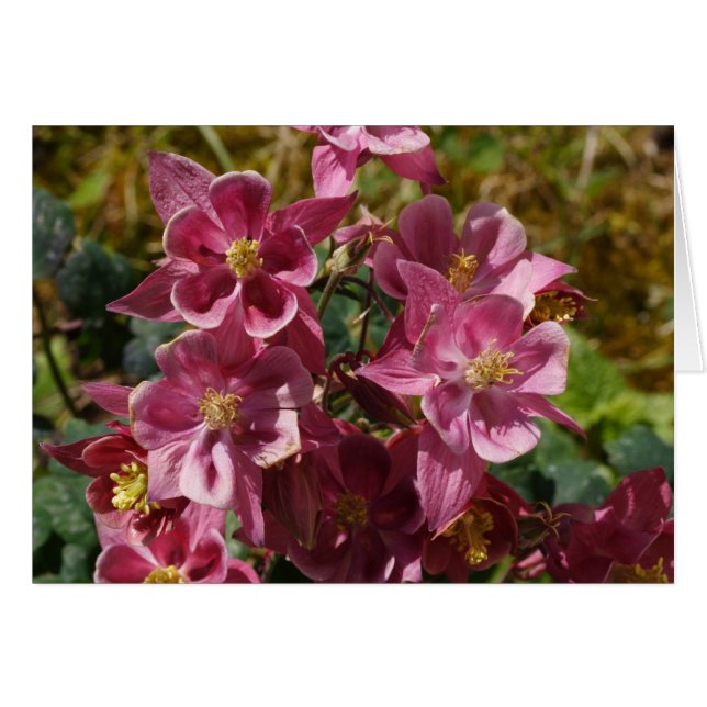 Pink Columbine Cards (Front Horizontal)