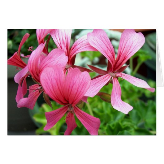 Pink Columbine Cards (Front Horizontal)