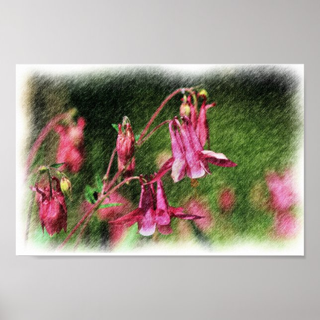 Pink Columbine Color Pencil Flower Art Poster (Front)