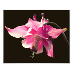 Pink Columbine Flower Close Up 8X10 Photo Print