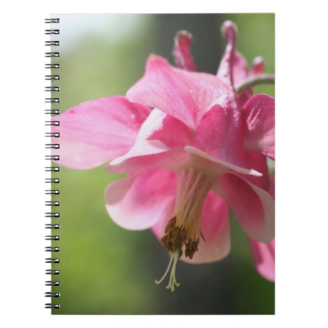 Pink Columbine Flower Nature Notebook (Front)
