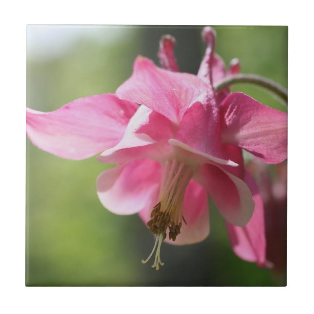 Pink Columbine Flower Nature Tile (Front)