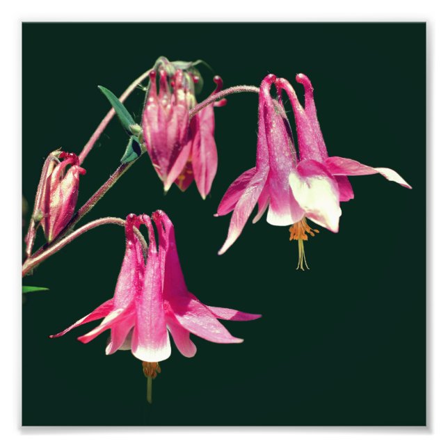 Pink Columbine Flowers Close Up 8x8 Photo Print (Front)